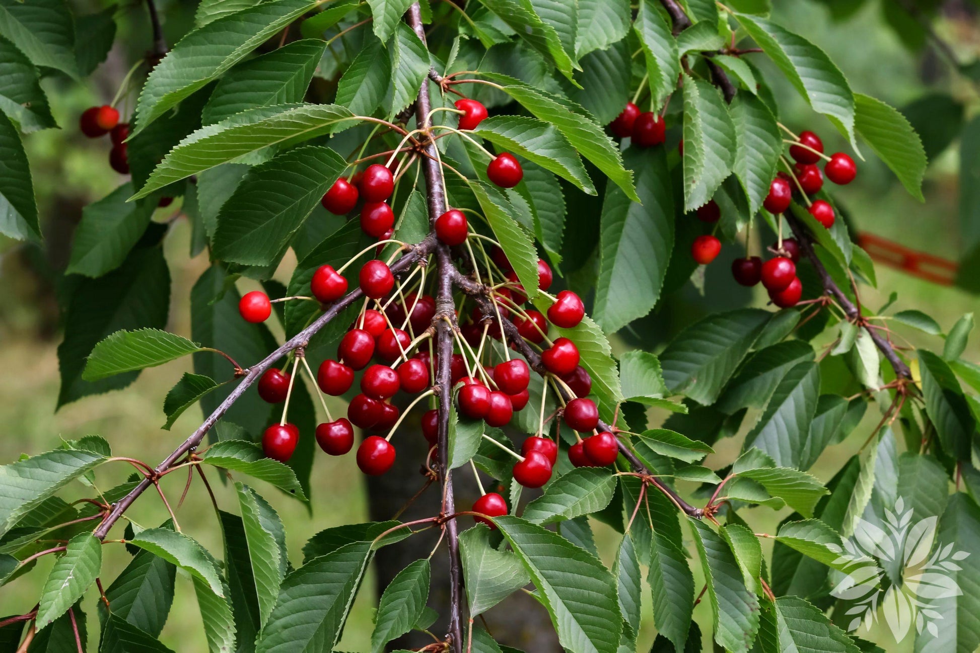 Prunus Avium Combo 3 In 1 - View 4 from www redcrocus com