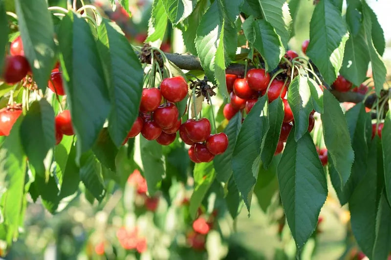 Prunus Avium Combo 3 In 1 - View 5 from www redcrocus com