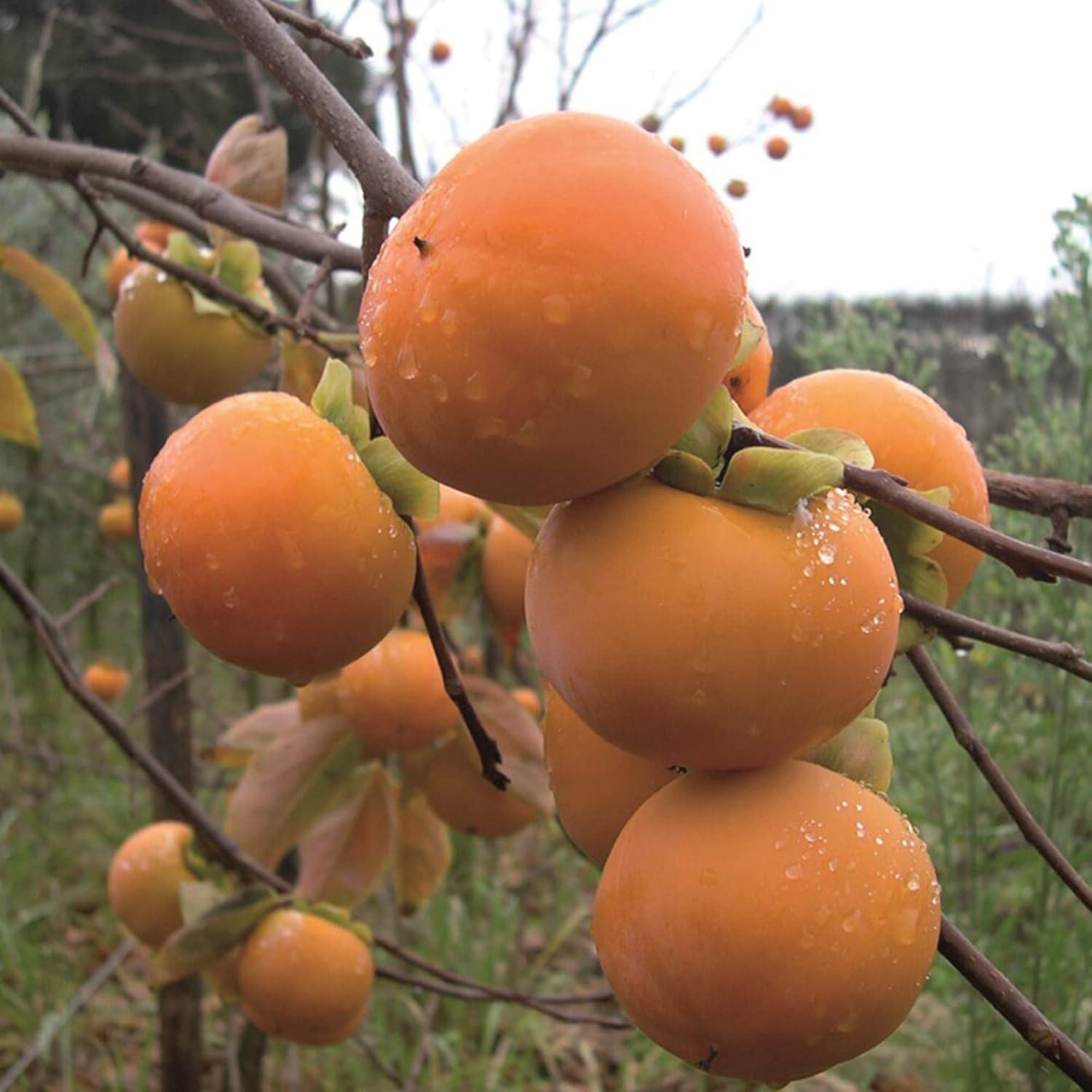 Diospyros Kaki Fuyu Single Stem - View 10 from www redcrocus com