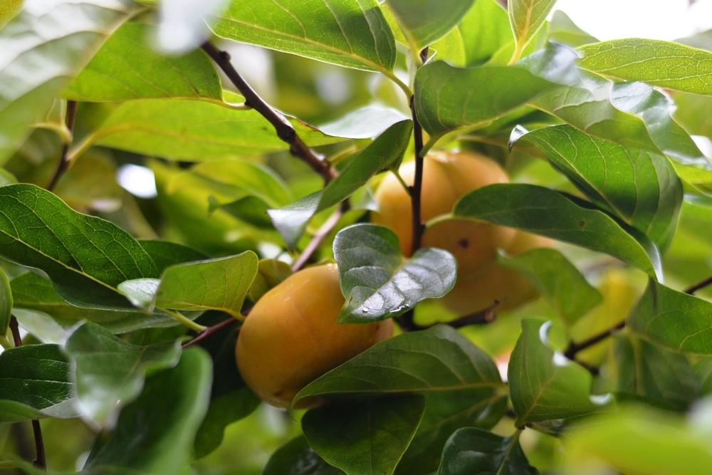 Diospyros Kaki Fuyu Single Stem - View 11 from www redcrocus com
