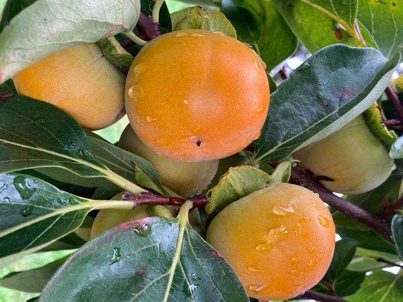 Diospyros Kaki Fuyu Single Stem - View 13 from www redcrocus com