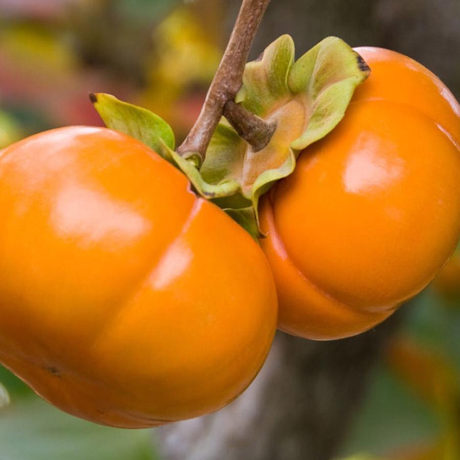 Diospyros Kaki Fuyu Single Stem - View 14 from www redcrocus com