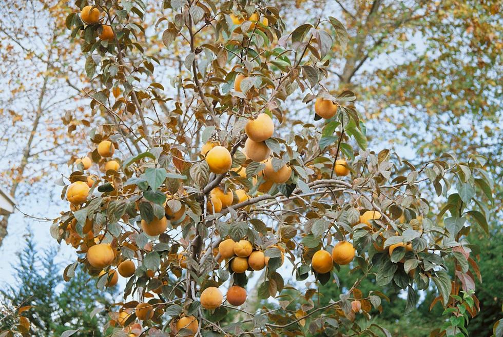 Diospyros Kaki Fuyu Single Stem - View 16 from www redcrocus com