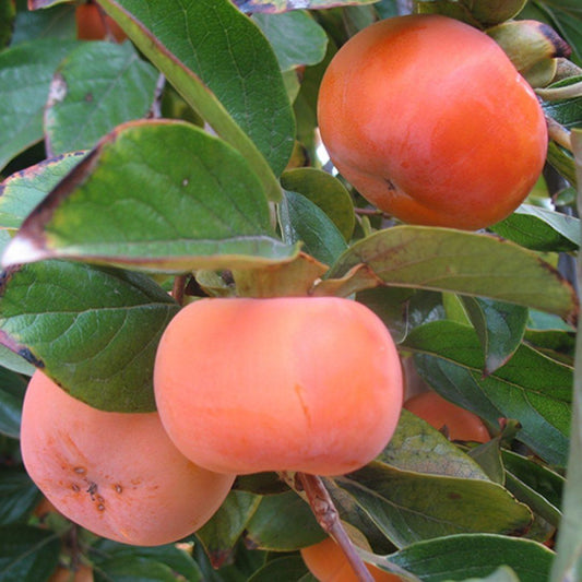 Diospyros Kaki Fuyu Single Stem - View 1 from www redcrocus com