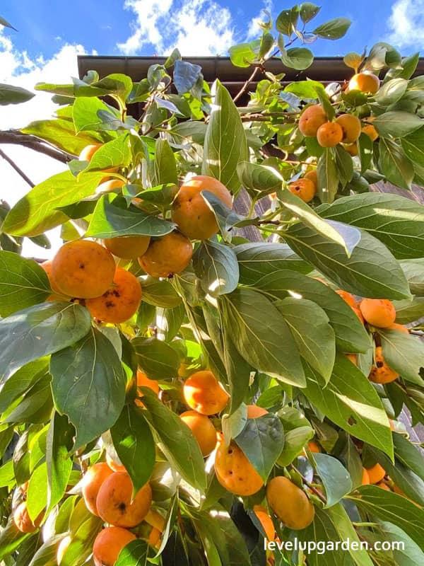 Diospyros Kaki Fuyu Single Stem - View 2 from www redcrocus com