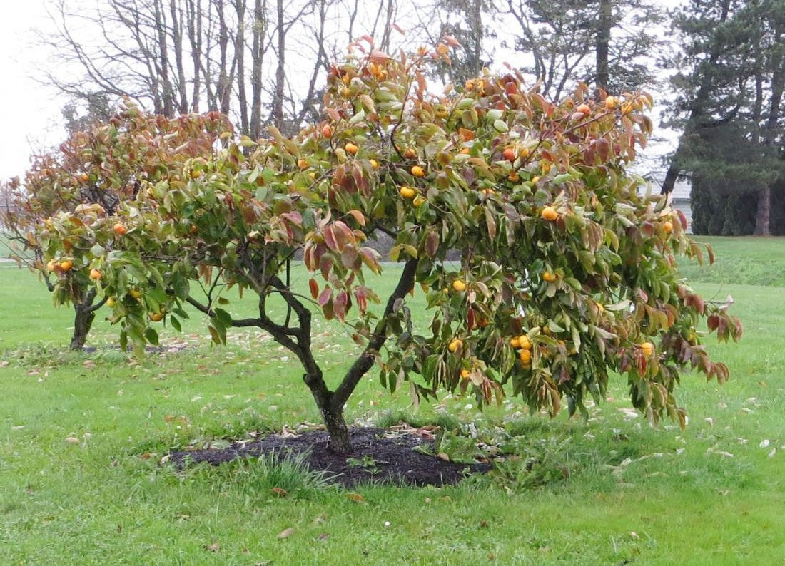 Diospyros Kaki Fuyu Single Stem - View 3 from www redcrocus com