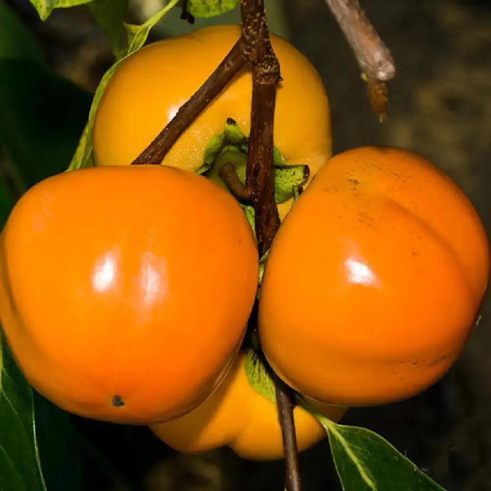 Diospyros Kaki Fuyu Single Stem - View 4 from www redcrocus com