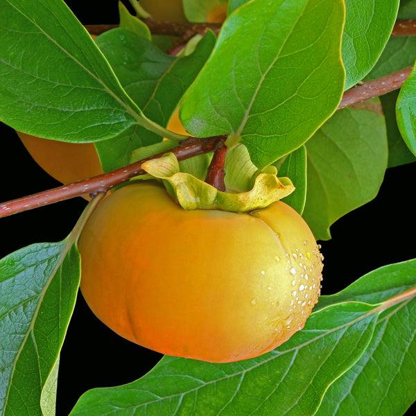 Diospyros Kaki Fuyu Single Stem - View 5 from www redcrocus com