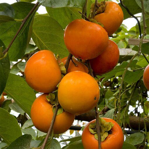 Diospyros Kaki Fuyu Single Stem - View 6 from www redcrocus com