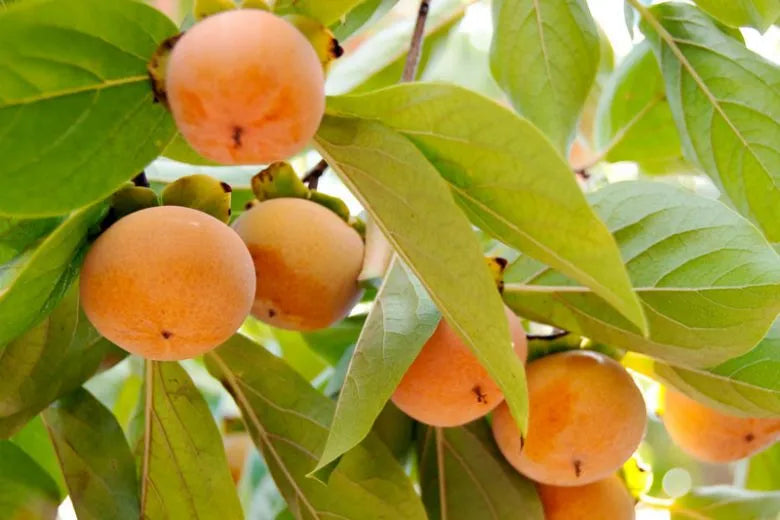 Diospyros Kaki Fuyu Single Stem - View 8 from www redcrocus com