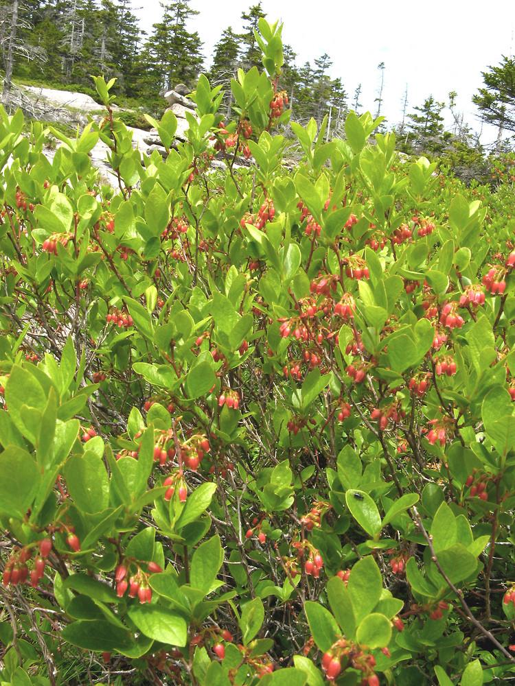 Gaylussacia Baccata - View 9 from www redcrocus com
