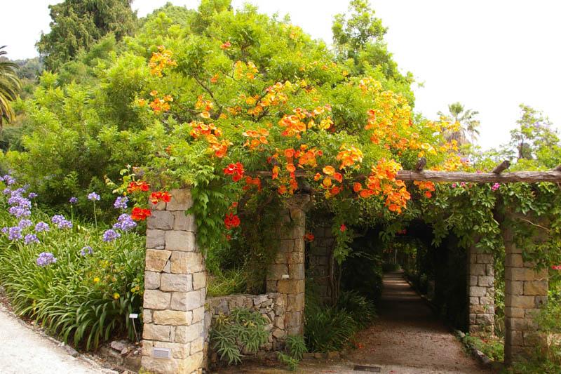 Campsis Radicans - View 10 from www redcrocus com
