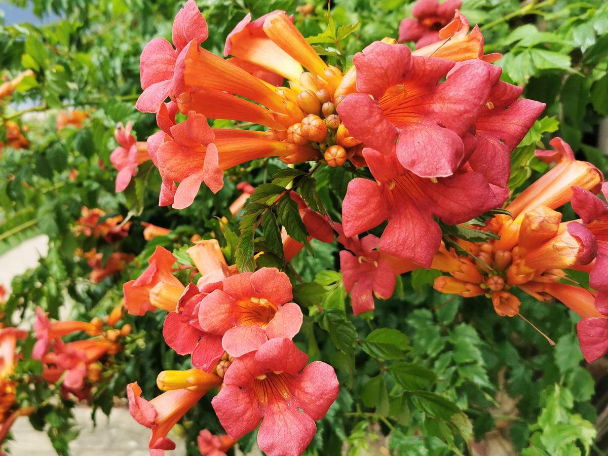 Campsis Radicans - View 12 from www redcrocus com