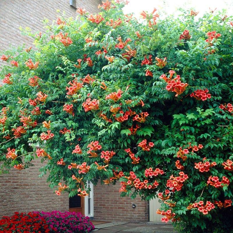 Campsis Radicans - View 14 from www redcrocus com