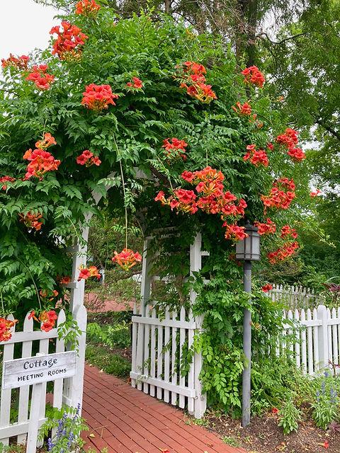 Campsis Radicans - View 15 from www redcrocus com