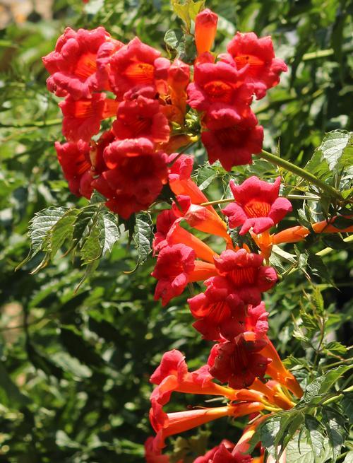 Campsis Radicans - View 16 from www redcrocus com