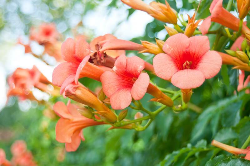 Campsis Radicans - View 17 from www redcrocus com