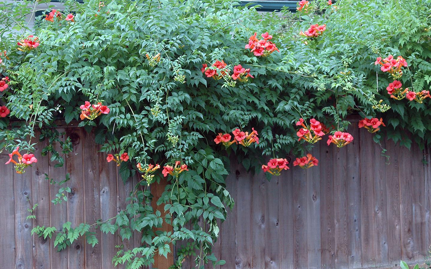 Campsis Radicans - View 1 from www redcrocus com