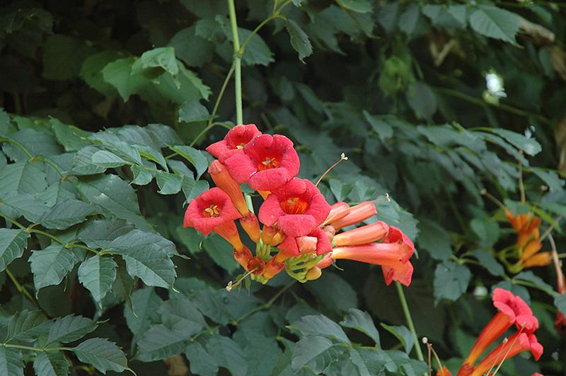 Campsis Radicans - View 20 from www redcrocus com