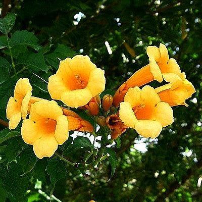 Campsis Radicans - View 21 from www redcrocus com