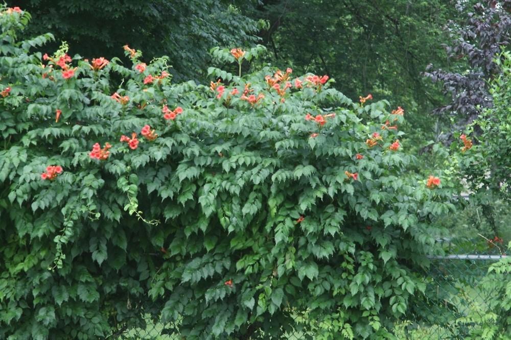 Campsis Radicans - View 22 from www redcrocus com