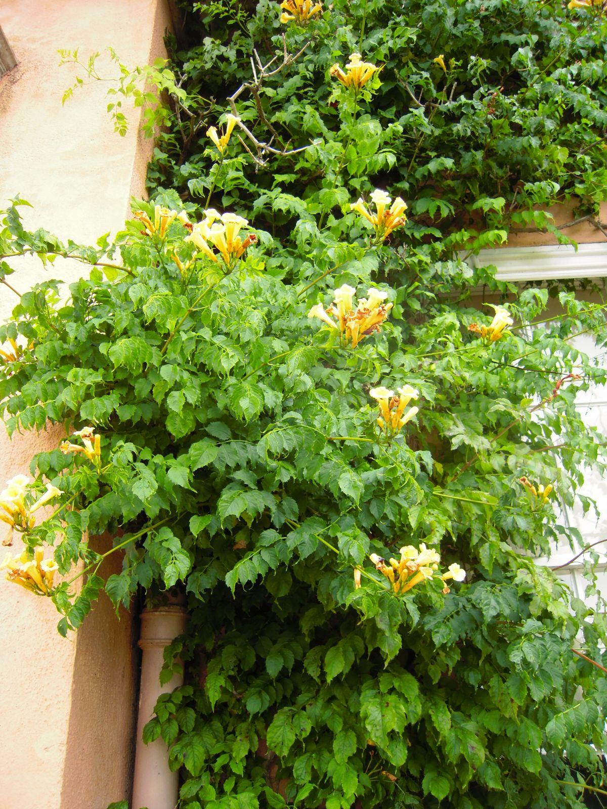 Campsis Radicans - View 26 from www redcrocus com