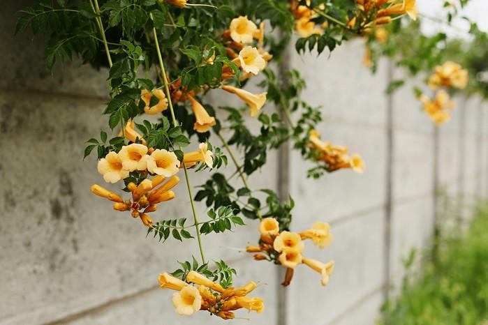 Campsis Radicans - View 28 from www redcrocus com
