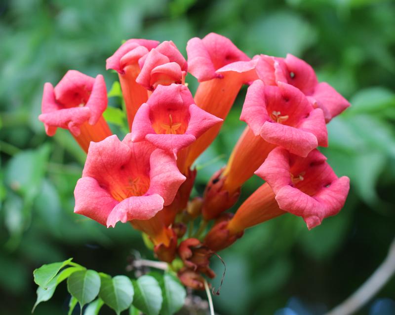 Campsis Radicans - View 29 from www redcrocus com