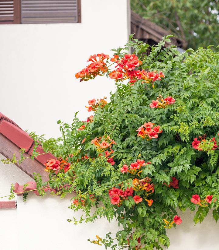 Campsis Radicans - View 2 from www redcrocus com
