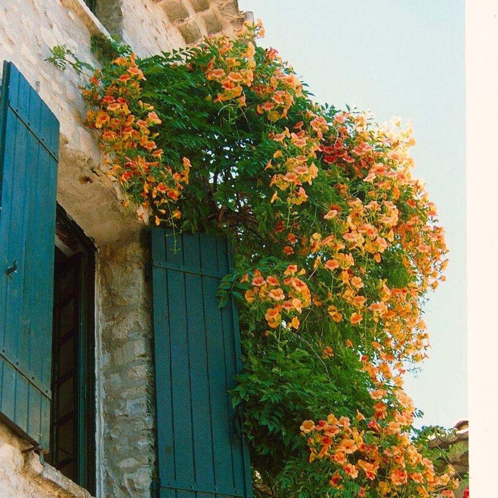 Campsis Radicans - View 30 from www redcrocus com