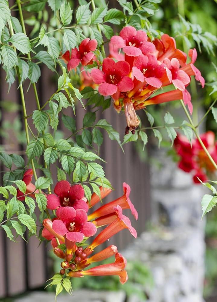 Campsis Radicans - View 32 from www redcrocus com