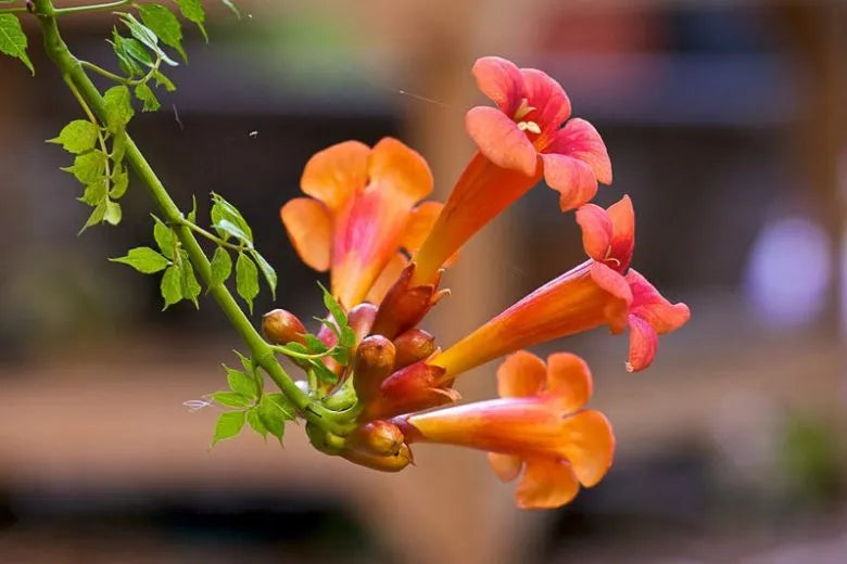 Campsis Radicans - View 3 from www redcrocus com