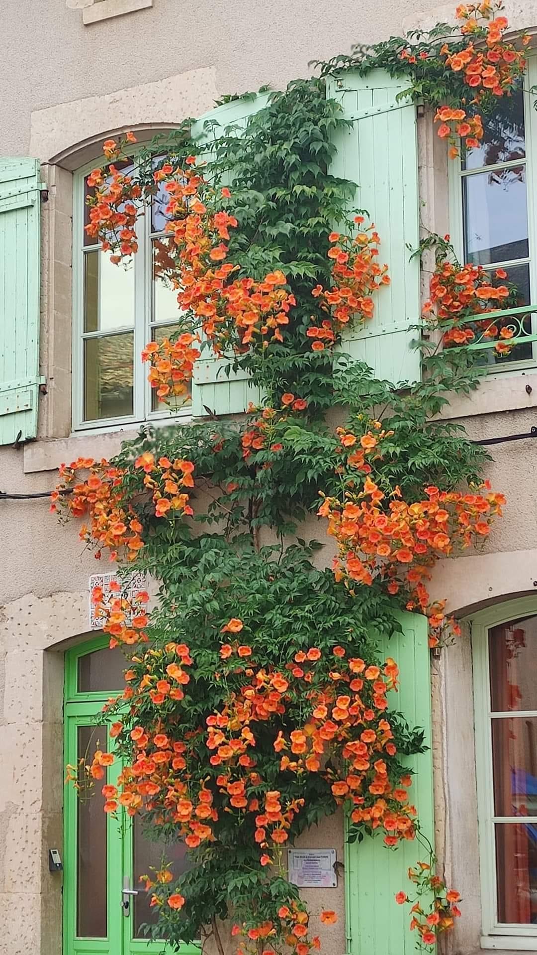 Campsis Radicans - View 4 from www redcrocus com