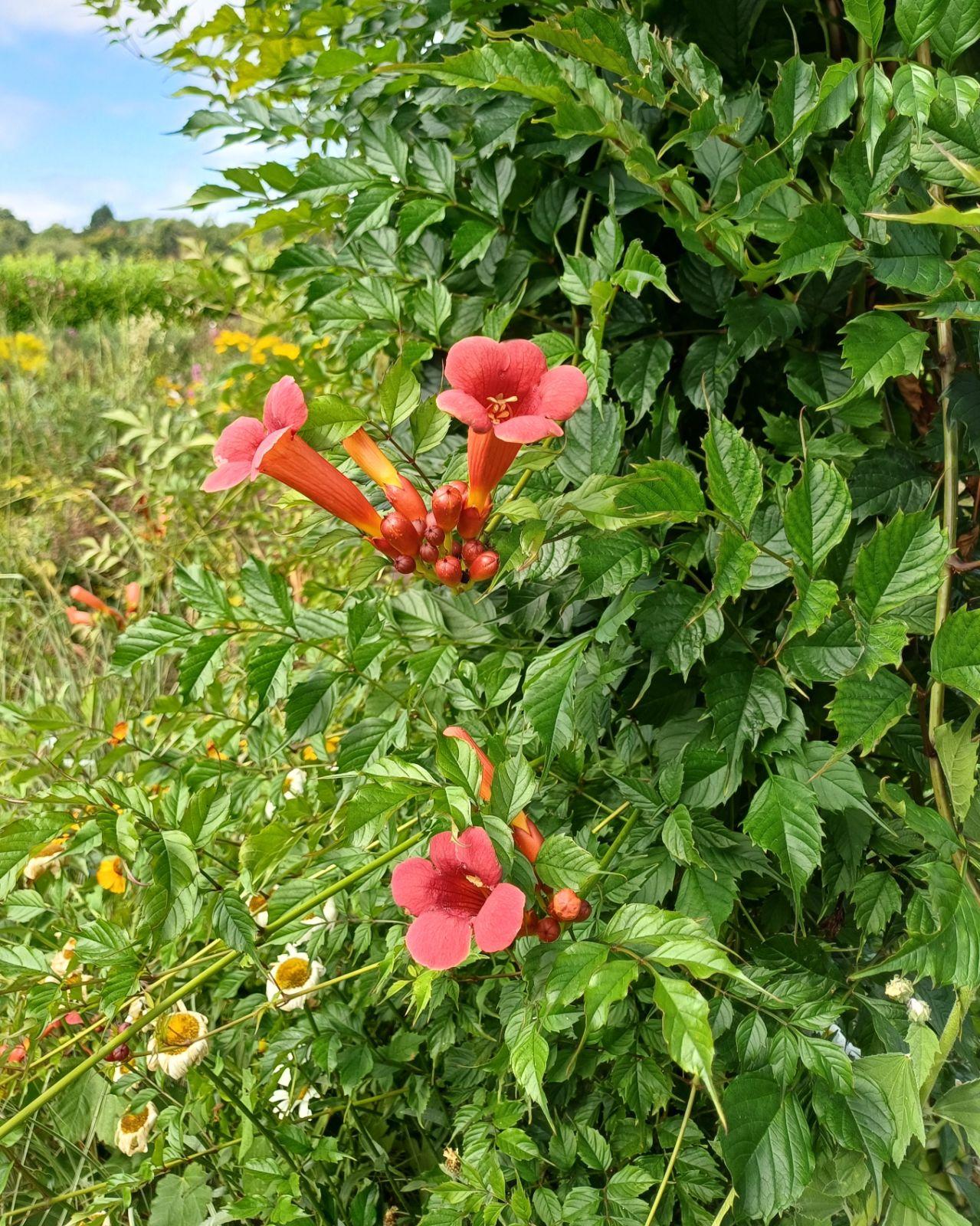 Campsis Radicans - View 5 from www redcrocus com