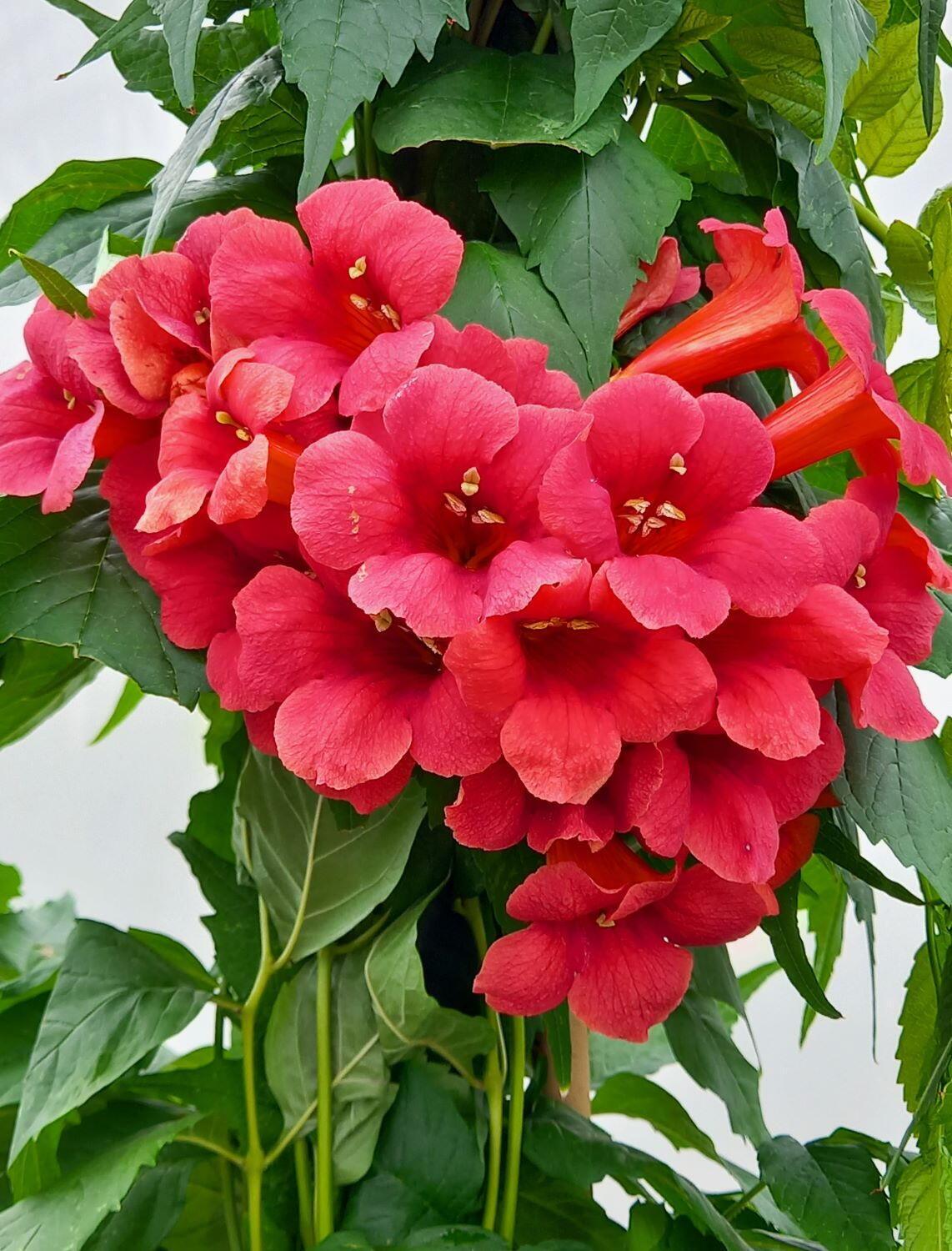 Campsis Radicans - View 6 from www redcrocus com