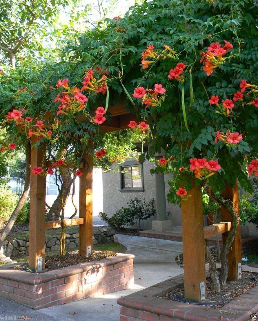 Campsis Radicans - View 7 from www redcrocus com