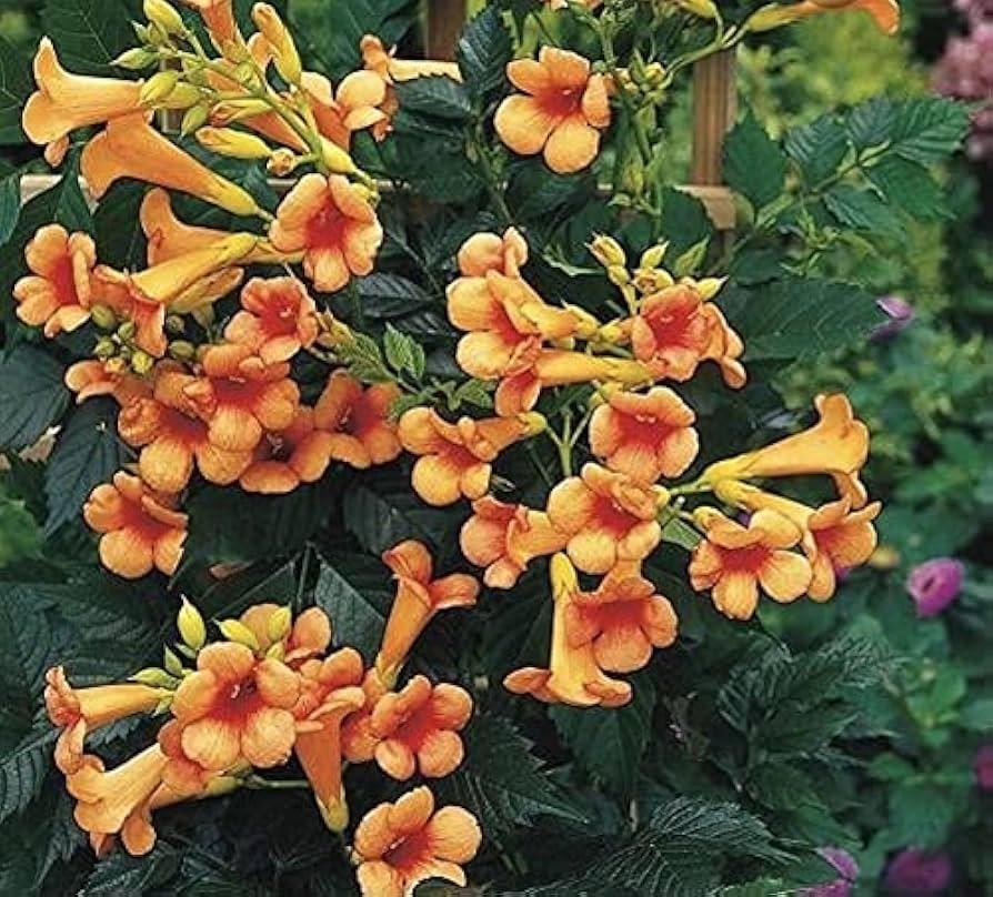 Campsis Radicans - View 8 from www redcrocus com