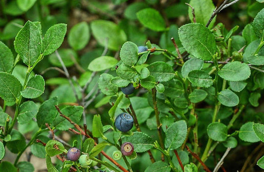 Blueberry, Vaccinium Angustifolium - View 10 from www redcrocus com