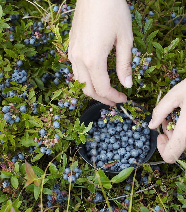 Blueberry, Vaccinium Angustifolium - View 11 from www redcrocus com