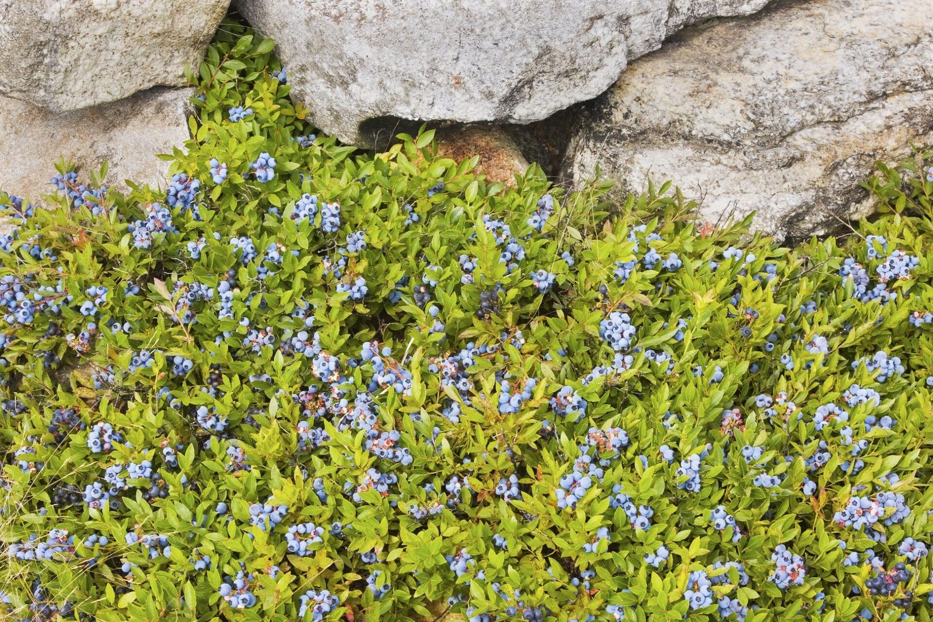 Blueberry, Vaccinium Angustifolium - View 12 from www redcrocus com