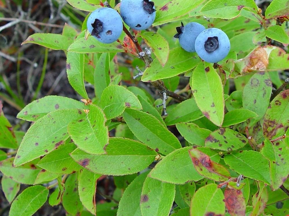 Blueberry, Vaccinium Angustifolium - View 13 from www redcrocus com