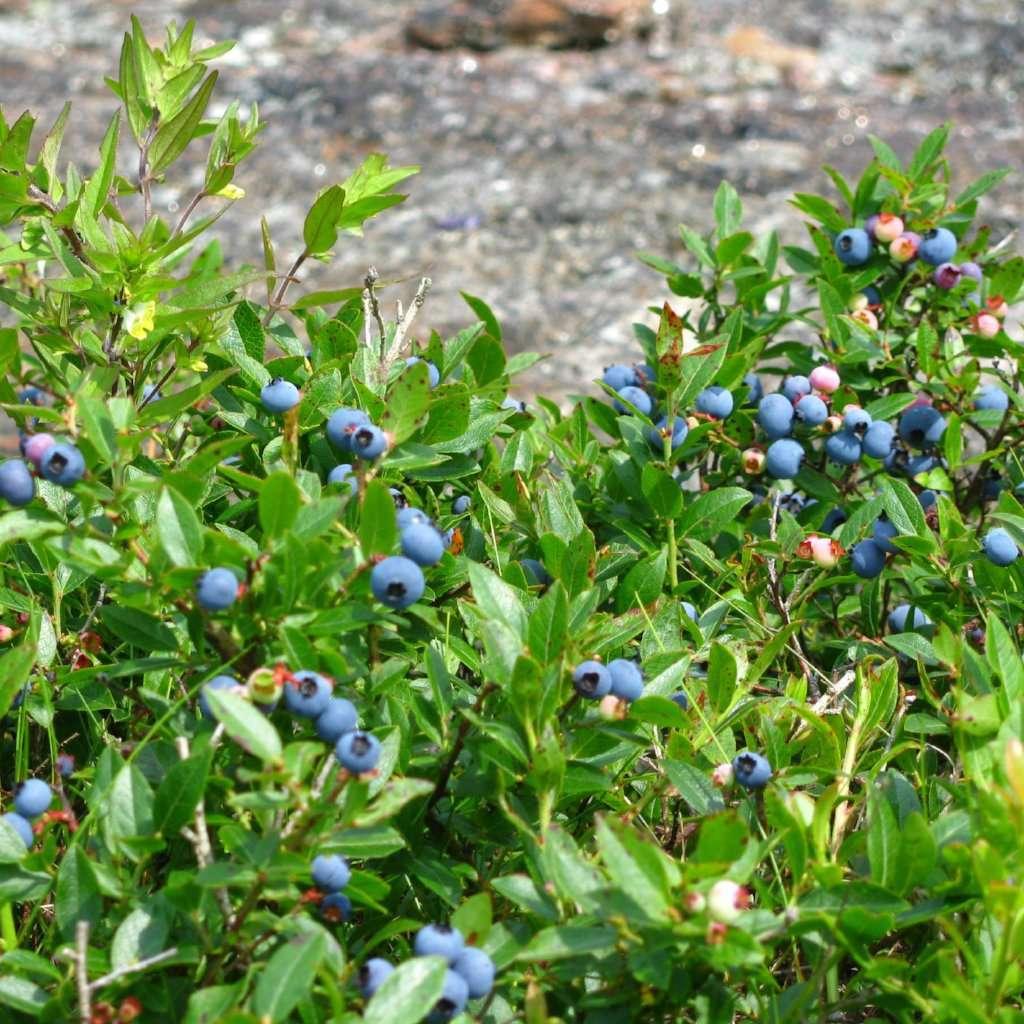 Blueberry, Vaccinium Angustifolium - View 14 from www redcrocus com