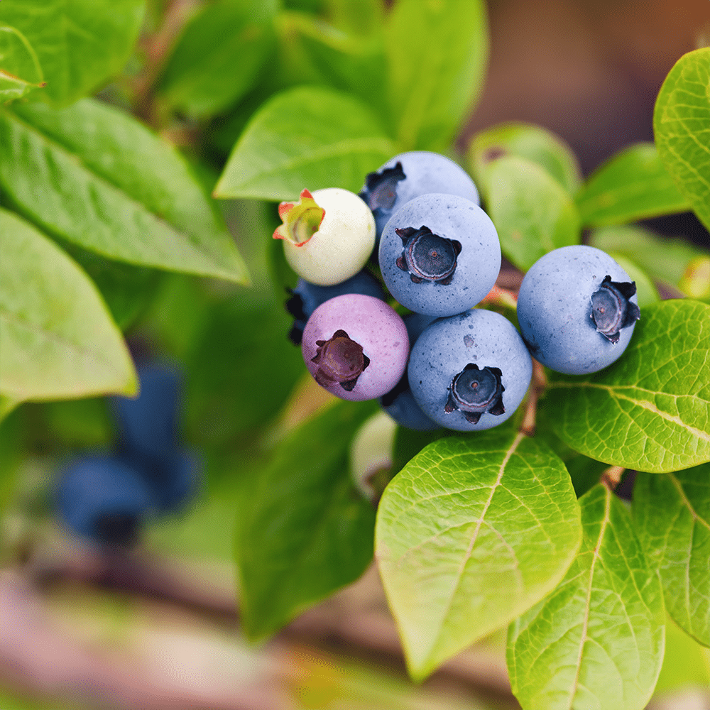 Blueberry, Vaccinium Angustifolium - View 15 from www redcrocus com