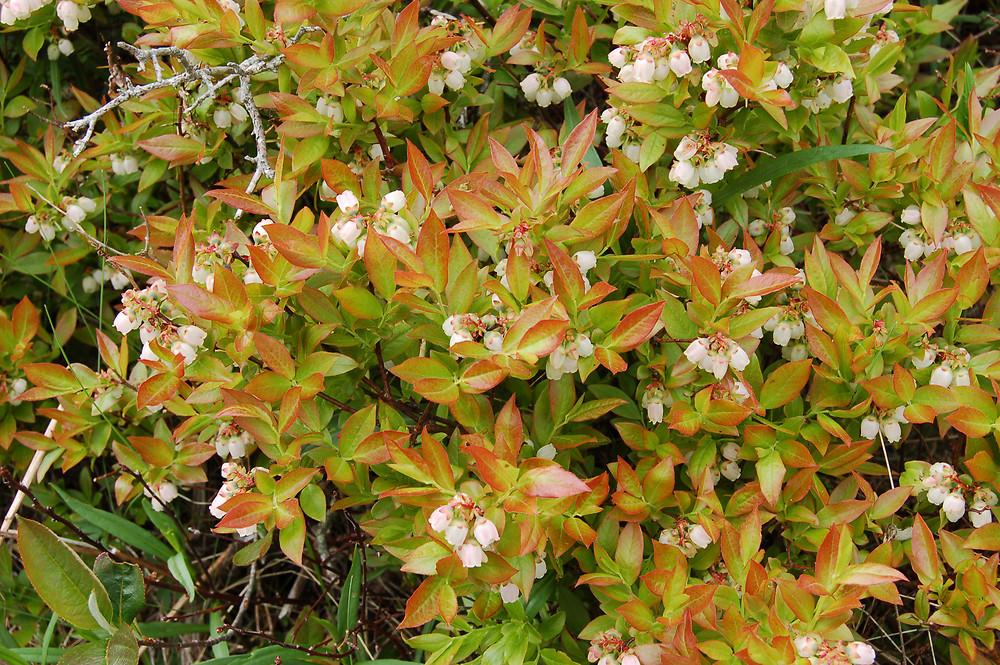 Blueberry, Vaccinium Angustifolium - View 16 from www redcrocus com
