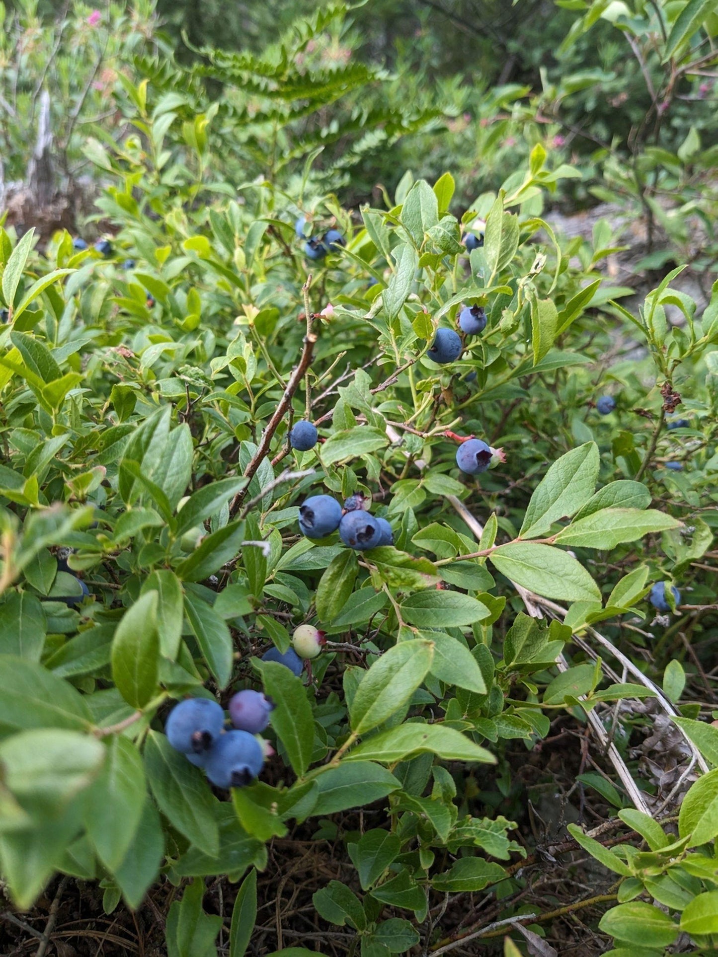 Blueberry, Vaccinium Angustifolium - View 17 from www redcrocus com