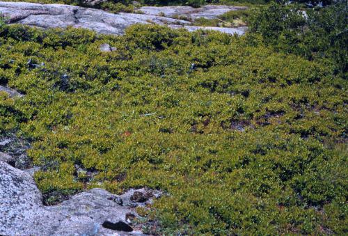 Blueberry, Vaccinium Angustifolium - View 19 from www redcrocus com