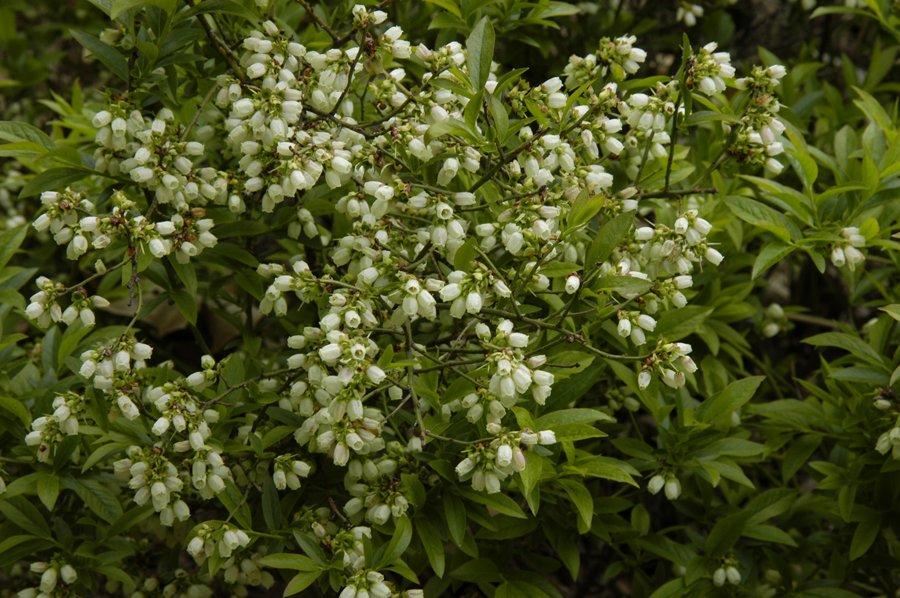 Blueberry, Vaccinium Angustifolium - View 20 from www redcrocus com