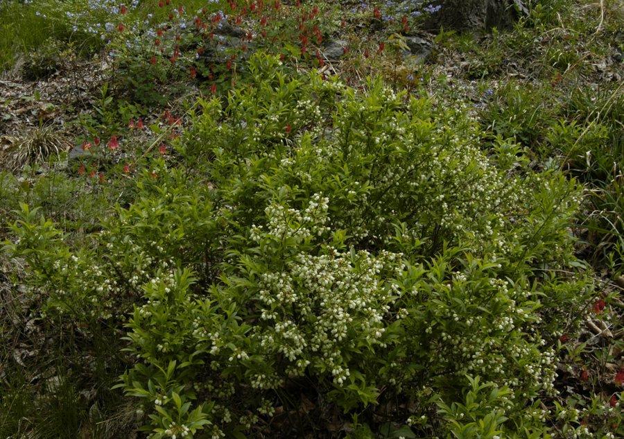 Blueberry, Vaccinium Angustifolium - View 21 from www redcrocus com