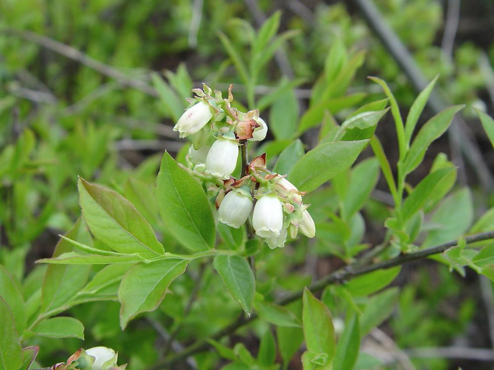 Blueberry, Vaccinium Angustifolium - View 23 from www redcrocus com