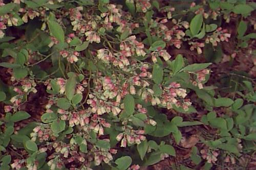 Blueberry, Vaccinium Angustifolium - View 24 from www redcrocus com